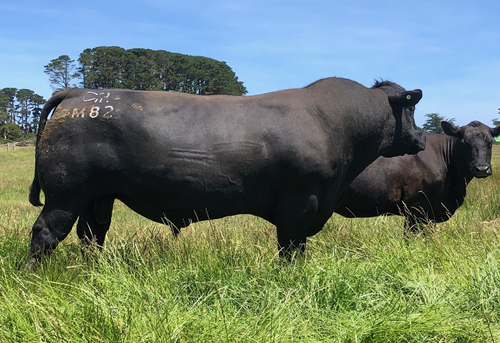 Raff Angus sire